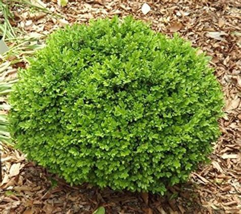 Amazon.com: dwarf boxwood