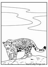 Jaguars Coloring Pages Free sketch template