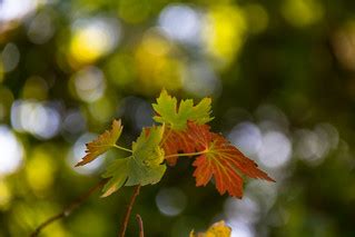 Autumn colors | Susanne Nilsson | Flickr