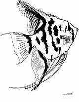 Freshwater Angelfish Coloring Page sketch template