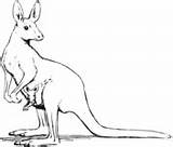 Kangaroo Mother And Baby coloring Page  Free Printable sketch template