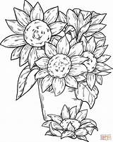 Bouquet Of Sunflowers Coloring Pages  Free Printable sketch template