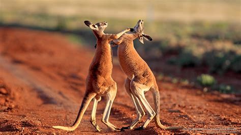 HD wallpaper: Boxing Red Kangaroos, Sturt National Park, Australia, Animals | Wallpaper Flare