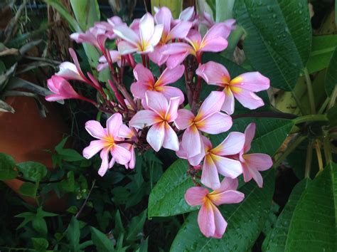 Frangipani | Frangipani, Plants, Garden