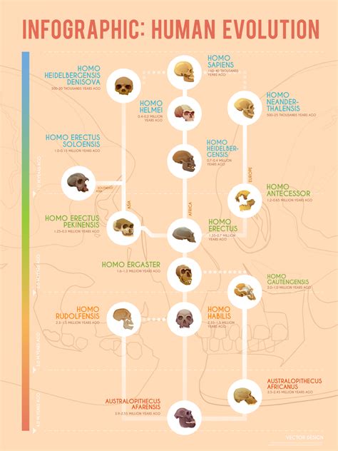 Human Evolution Timeline Infographic Science Facts, Fun Facts, Life ...