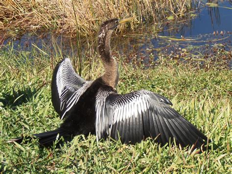 American Travel Journal: Anhinga Trail - Everglades National Park