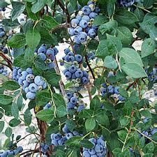 Sweetheart Blueberry Bush – CanaanGreenThumb