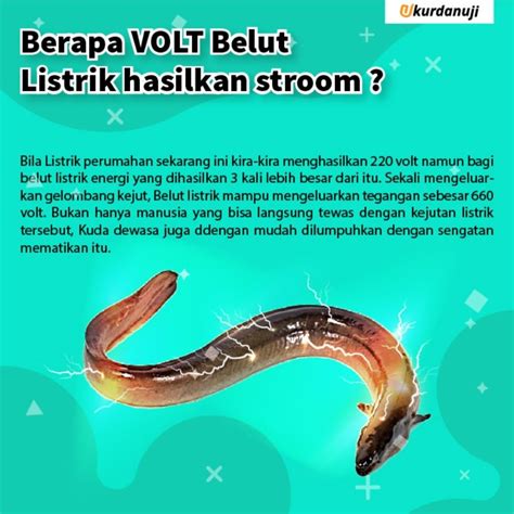 Berapa VOLT Belut Listrik hasilkan Stroom? - Ukurdanuji