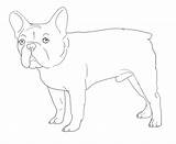 French Bulldog Coloring Pages At GetColoringscom  Free Printable sketch template