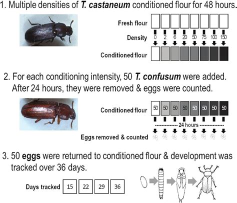 Interspecific Chemical Competition Between Tribolium castaneum and Tribolium confusum ...