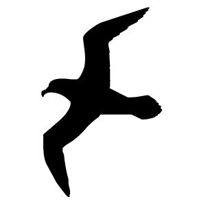 Seagull Outline - ClipArt Best