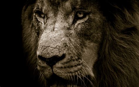 Lion Roaring 4K Ultra HD Wallpapers - Top Free Lion Roaring 4K Ultra HD Backgrounds ...