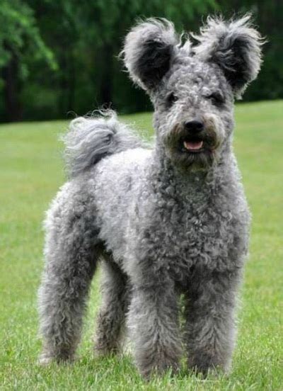 Pumi Dog Info, History, Temperament, Training, Puppies, Pictures