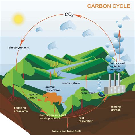 Processes and pathways of the carbon cycle - A Level Geography