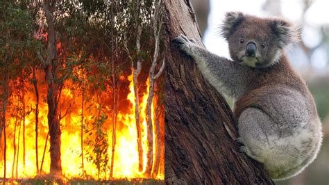 koala en feu Archives - La Rando: Magazine Randonnée, Trekking, Alpinisme & Survie