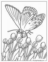 62 Butterfly Coloring Pages Free PDF Printables sketch template