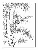 Bamboo coloring Pages sketch template