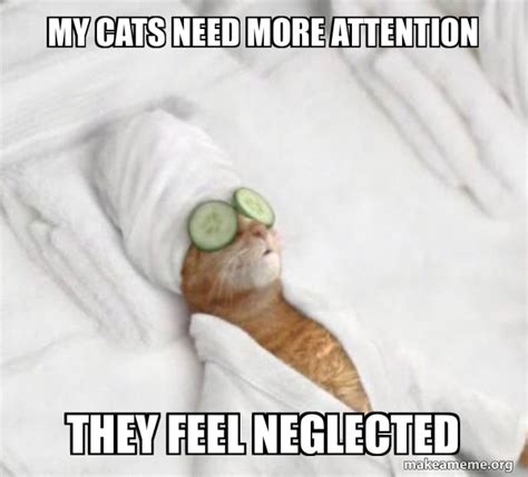 my cats need more attention they feel neglected - Pampered Cat Meme ...