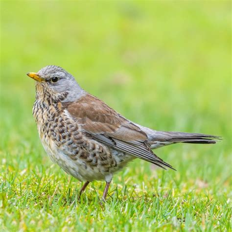 Fieldfare - Turdus pilaris - GardenBird