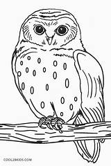 Snowy Owl Coloring Pages To Print sketch template