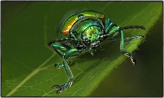 Dogbane Leaf Beetle | Chrysochus Auratus | Stan Lupo | Flickr