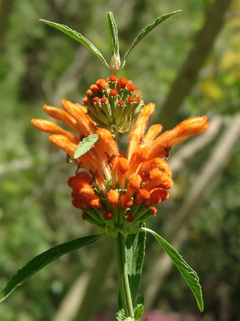 File:Leonotis leonurus flower.jpg - Wikimedia Commons