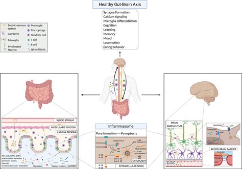 Frontiers | The Gut-Brain Axis: How Microbiota and Host Inflammasome Influence Brain Physiology ...