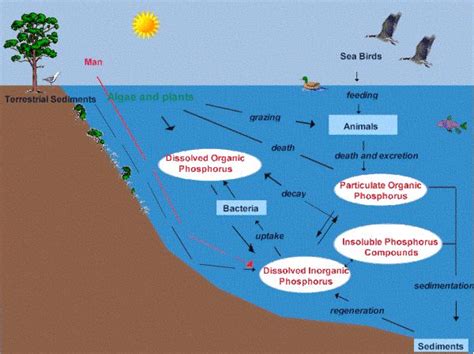 Phosphorus cycle in aquatic ecosystem (). | Aquatic Ecosystem | Pinterest | Aquatic ecosystem