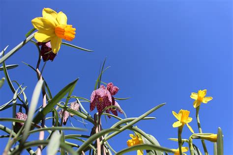 Flower Daffodil Flora - Free photo on Pixabay - Pixabay