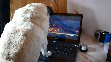 my pug's playing war games - YouTube