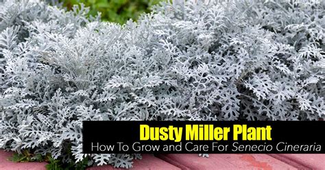 Dusty Miller Plant: How To Grow and Care For Senecio Cineraria