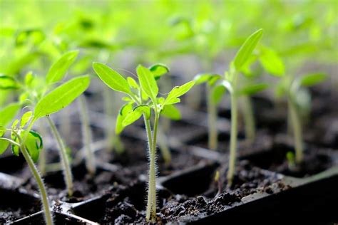 4 Secrets To Starting Vegetable Seeds Indoors - Grow Your Own Plants!