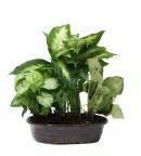 Indoor Home Or Office Plants at best price in Noida by Nurturing Green Plantation Private ...