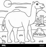 Dromedary Camel Coloring Page sketch template