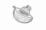 Cantaloupe Coloring Page For Adults Graphic By Forhadx5 · Creative Fabrica sketch template