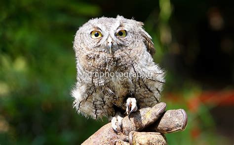 "Baby Screech-owl (That cute look)" by jdmphotography | Redbubble