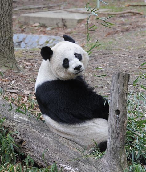 Smithsonian National Zoo Is Celebrating 50 Years Of Pandas!