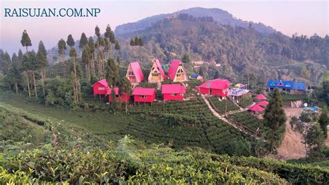 Ilam, Nepal |ईलाम पूर्वको रानी - RAISUJAN.COM.NP