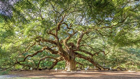 Angel Oak Photograph by Pierre Leclerc Photography | Pixels