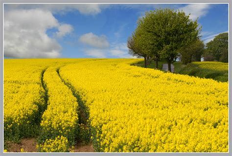 Wallpaper : landscape, nature, sky, field, yellow, spring, Rapeseed, tree, flower, canola ...