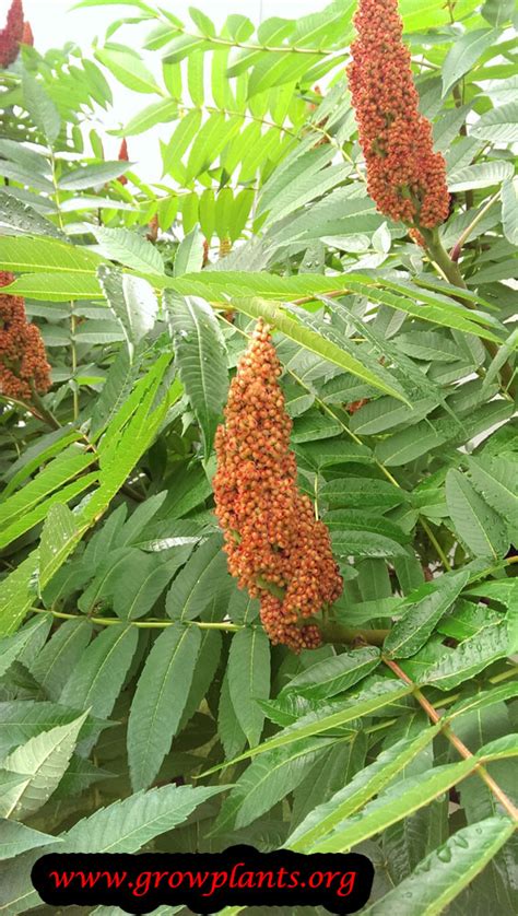 Sumac tree - How to grow & care