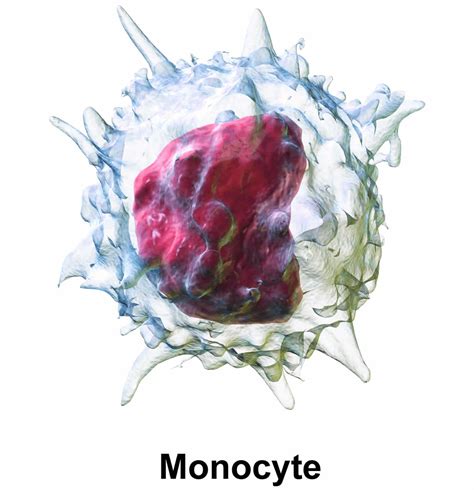 Monocytes function, causes of high and low monocytes