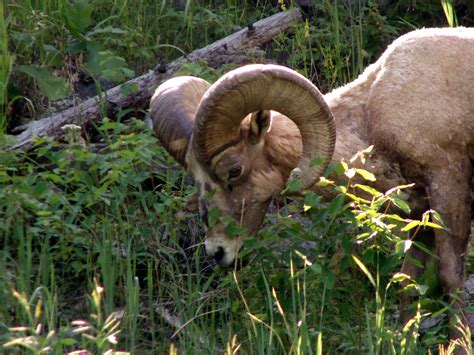 Wayne's Photo of The Day: Bighorn Sheep in Custer State Park, South Dakota (Closer view)