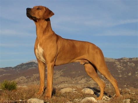 Rhodesian Ridgeback Info, Temperament, Puppies, Pictures