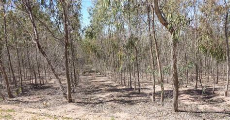 EN MONTE PÚBLICO: SUELO FORESTAL Y SOSTENIBILIDAD