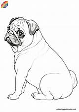 15  Coloring Pages Of Pugs Royalty Free Download sketch template