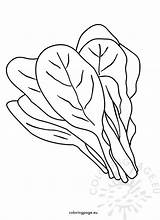 Spinach  Coloring Page sketch template