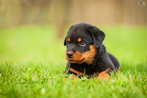 Rottweiler Dog Price In India | DogExpress