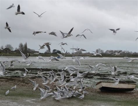 Seagull feeding frenzy - Bosham © Rob Farrow :: Geograph Britain and Ireland