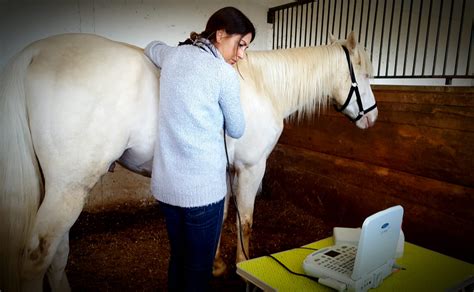 Medicina interna equina, la gran desconocida – MC Veterinaria